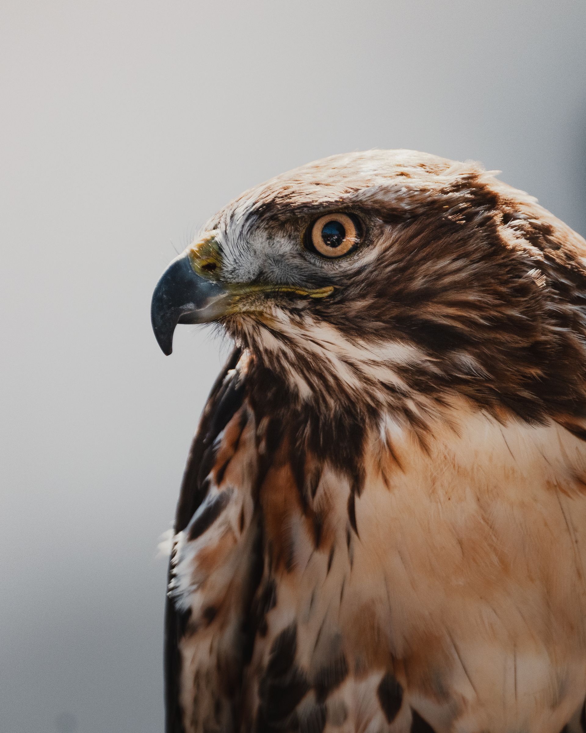 Hawk with brown and white feathers, gazing intently with a sharp beak and golden eyes.