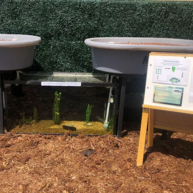 Aquarium with fish, connected to two gray tubs, next to a sign, set on wood chips.
