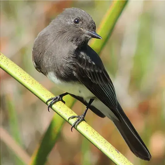 Black phoebe bird perched on a green stalk with a white belly, dark wings, and a black tail.