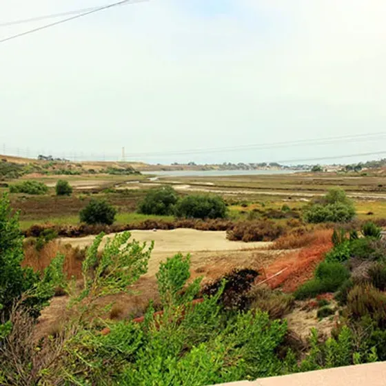 A marshy landscape with green and brown vegetation, under an overcast sky.