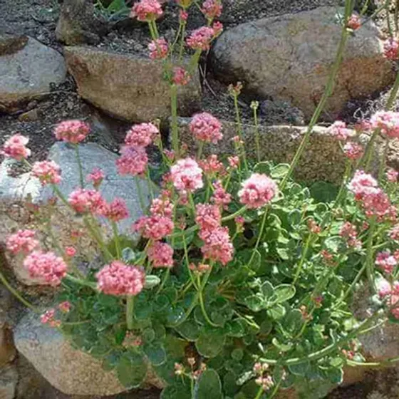 Pink flowering plant growing among rocks.