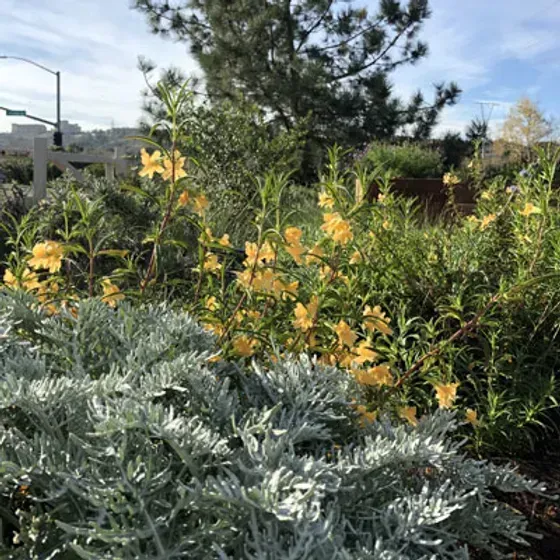 Garden bed with yellow flowers and silvery foliage in front of a white fence and a street sign.