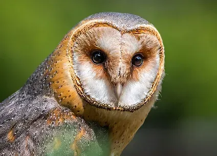 Barn owl with heart-shaped face and dark eyes, looking towards the viewer, with a blurred green background.