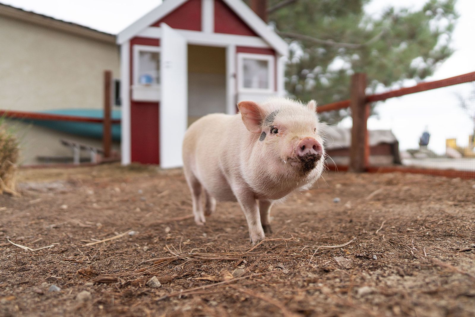 Pink piglet in dirt yard, near a red and white playhouse.