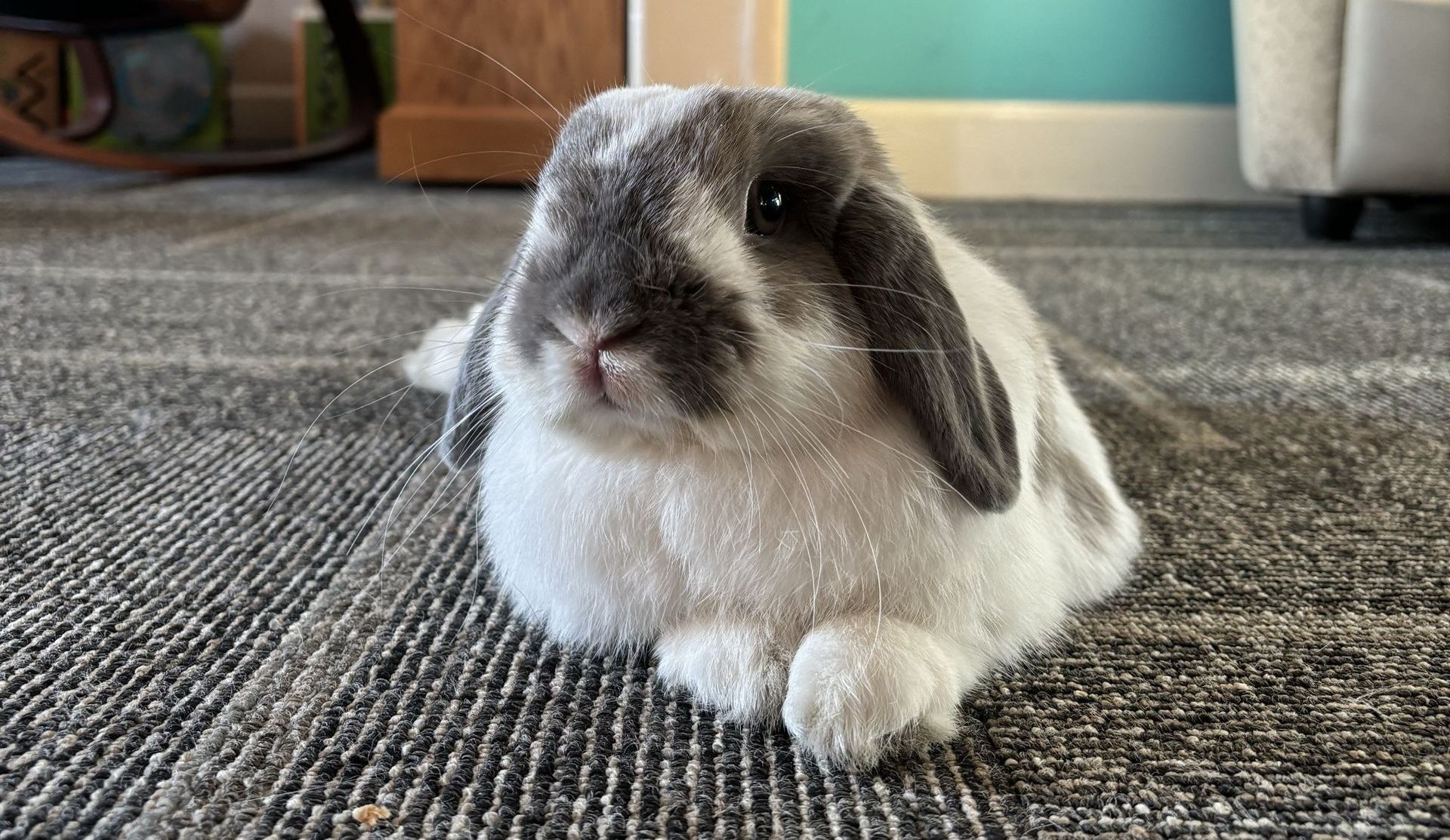 Gray and white lop-eared rabbit lounging on a patterned gray carpet, looking forward.