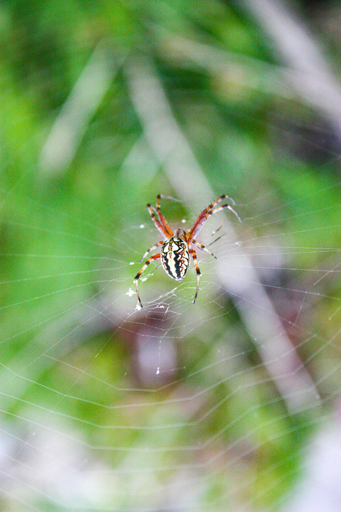 Spider in its web, white and black striped abdomen, green and blurred background.