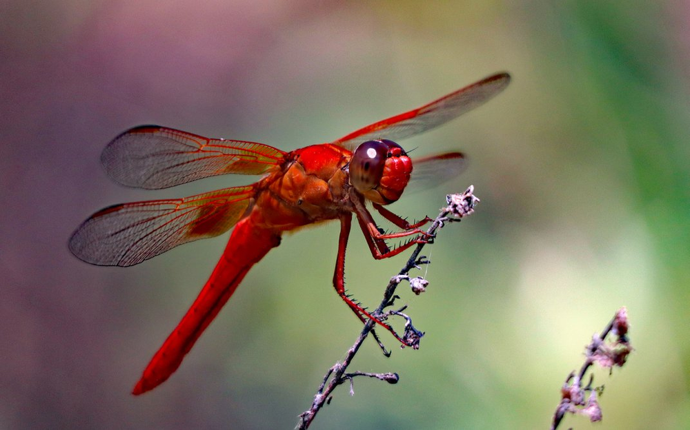 Red dragonfly perched on a thin, dry twig with a blurred green background.