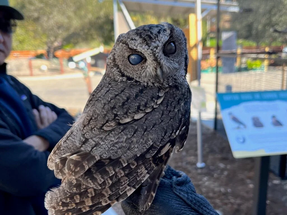 Owl with gray and brown feathers perched on a gloved hand. The owl has closed eyes.