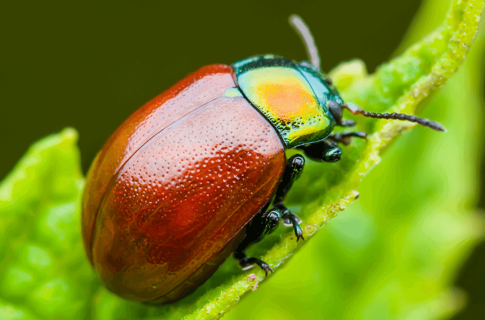 Red and iridescent beetle on green leaf.