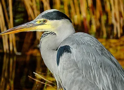 Grey heron with a long beak, yellow eyes, and grey feathers.