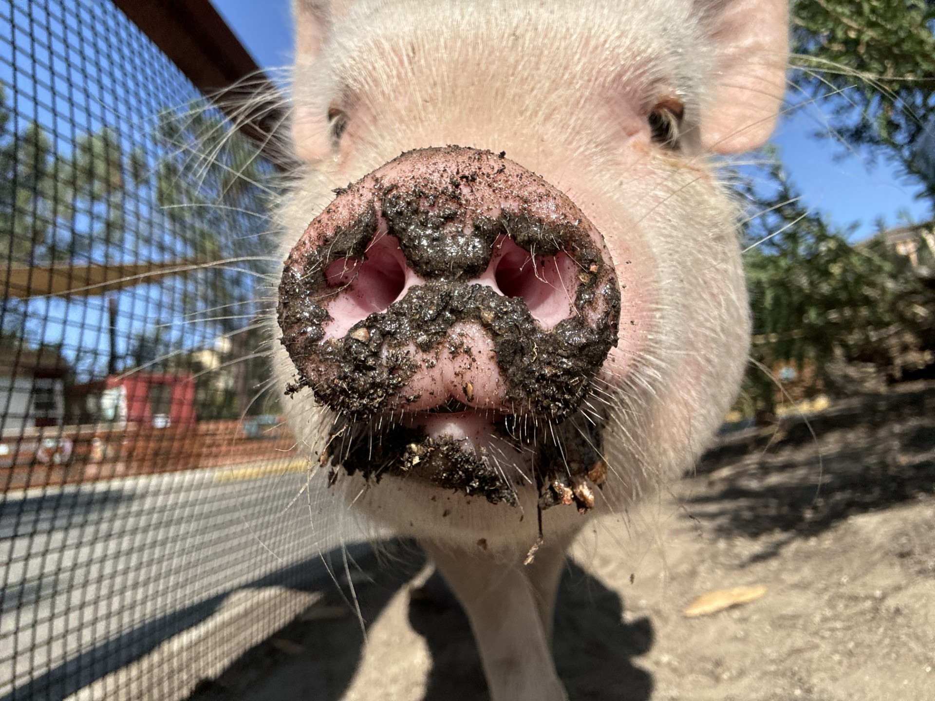 Close-up of pig's snout covered in mud, pink skin, outdoors near a fence.