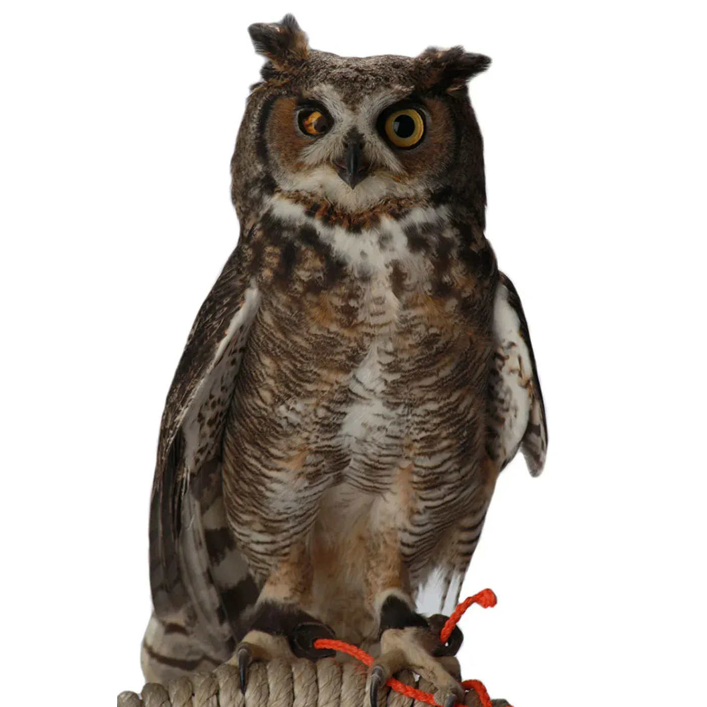 Owl perched on rope, brown and white feathers, yellow eyes, orange leg bands.