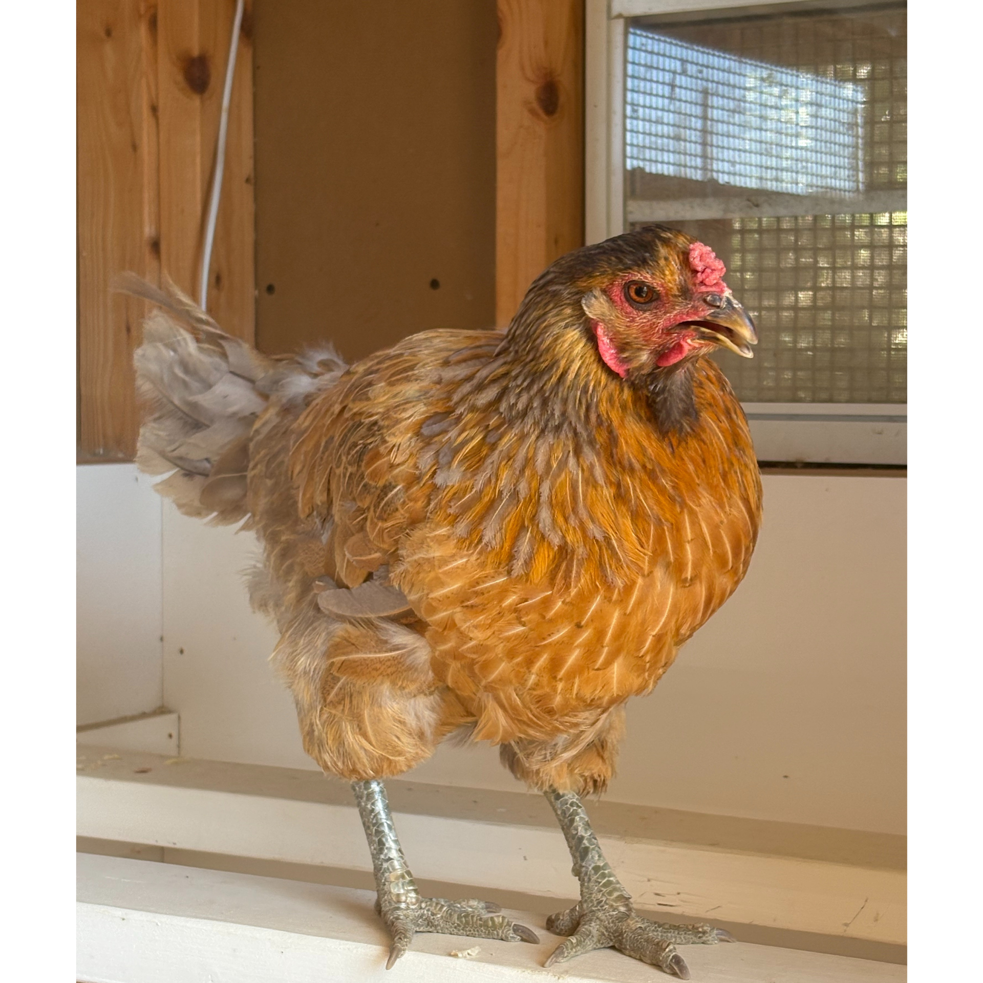 Brown hen with red comb and wattle standing on a ledge, window in the background.