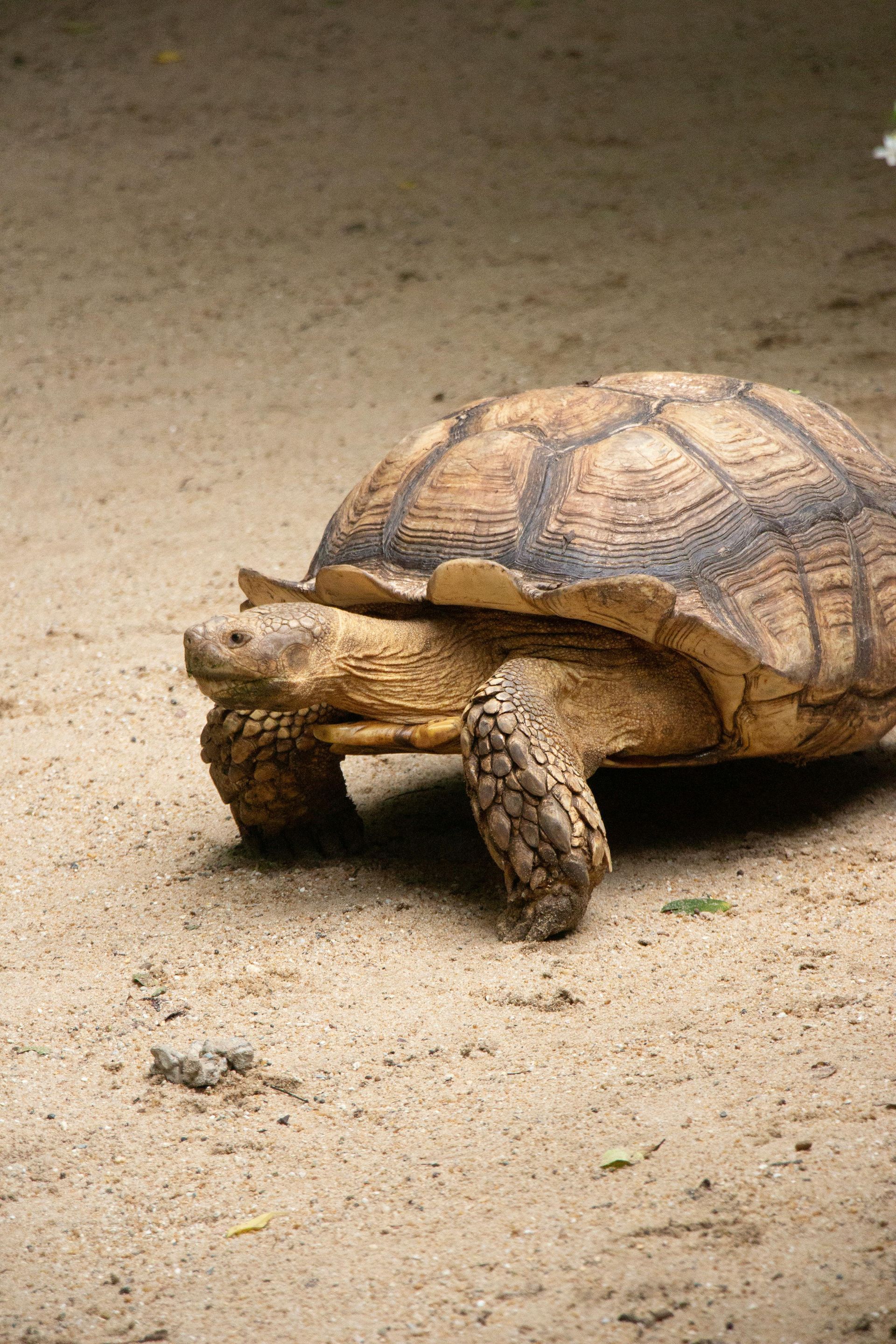 Large tortoise walking on sandy ground.