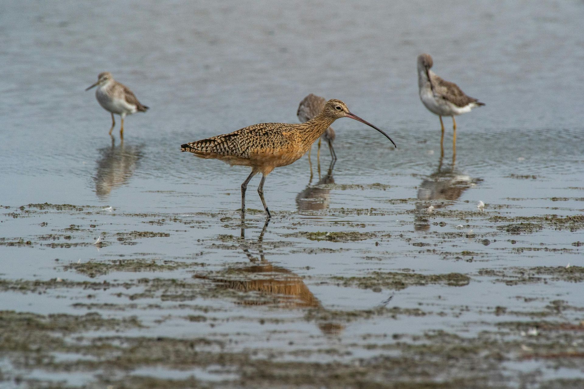 Four shorebirds wading in shallow water. The central bird has a long, curved bill.