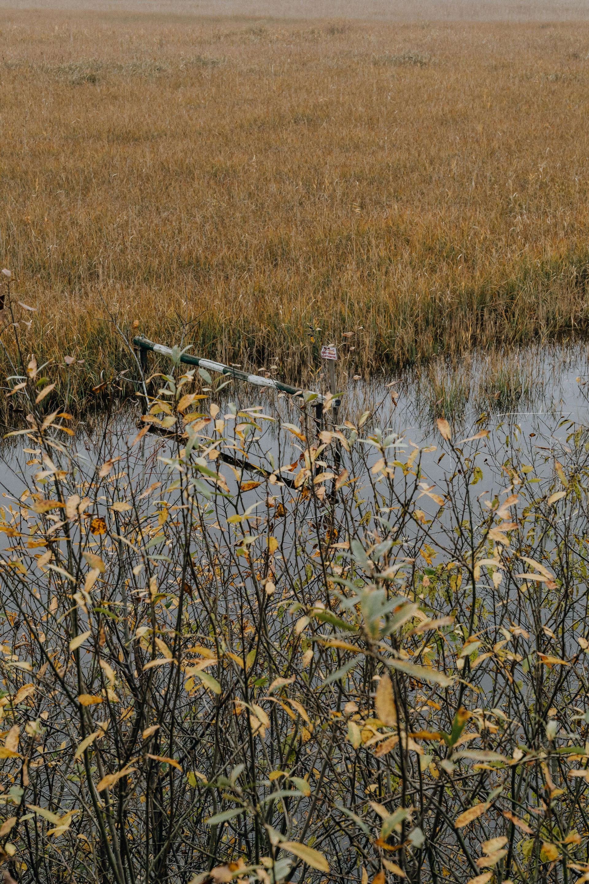 Marshy wetland scene with golden grasses, water, and brown bushes with yellowing leaves.