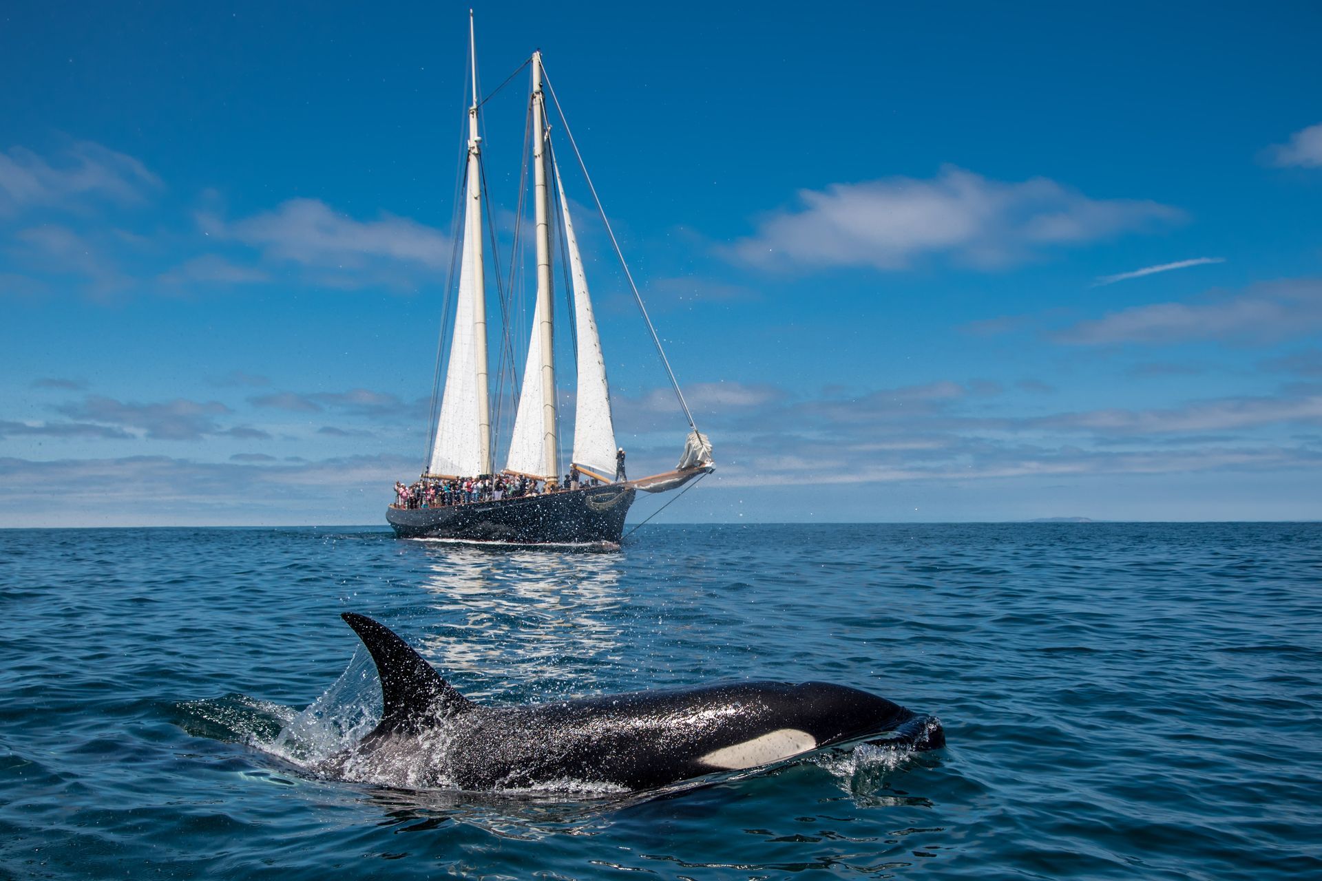 Orca surfacing near a sailboat on a calm blue ocean under a clear sky