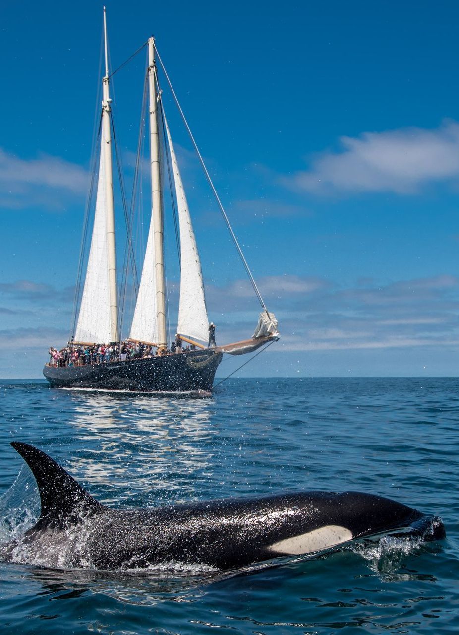 Orca surfacing in the ocean near a white sailboat under a blue sky