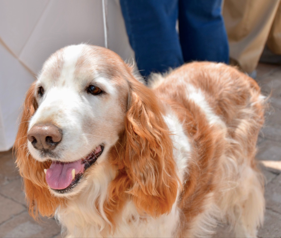 Golden-and-white dog with long ears, panting on a leash indoors, standing in front of a person’s legs