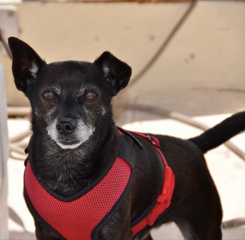 Small black dog wearing a red harness, standing outdoors and looking at the camera