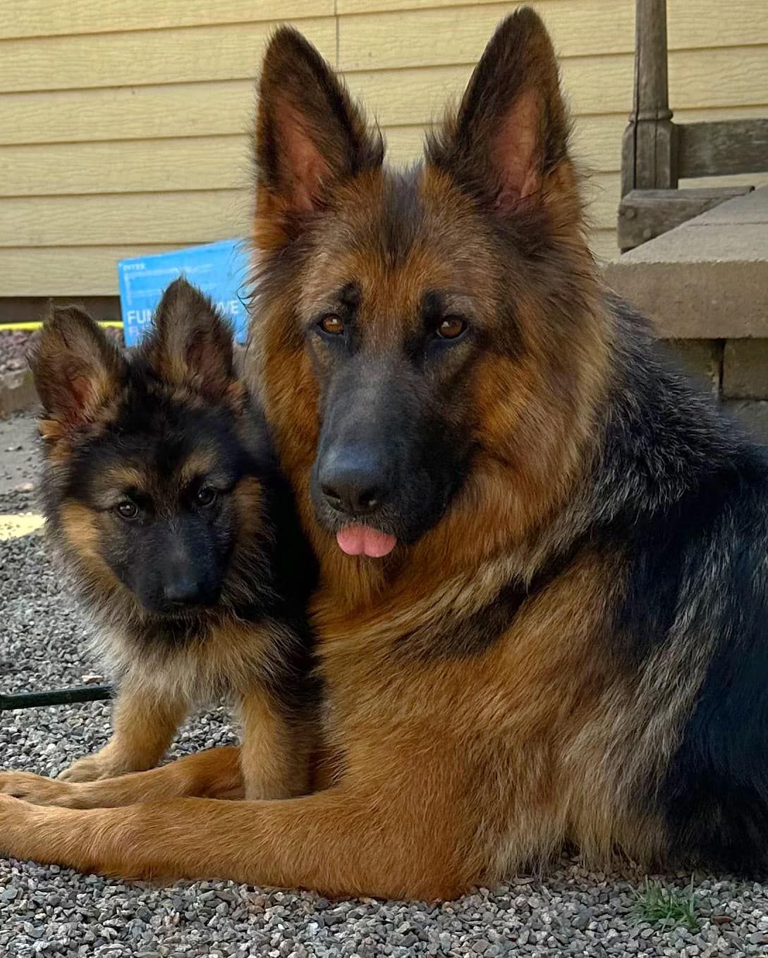Two german shepherd puppies are sitting next to each other in the grass.