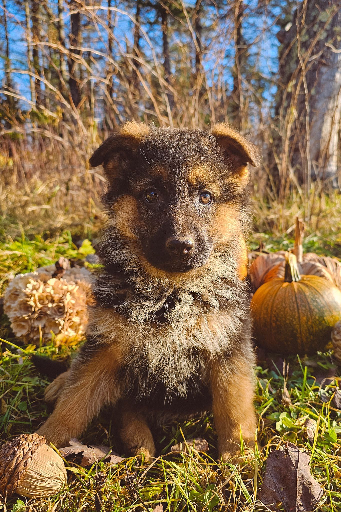 A german shepherd puppy is sitting in the grass next to pumpkins.