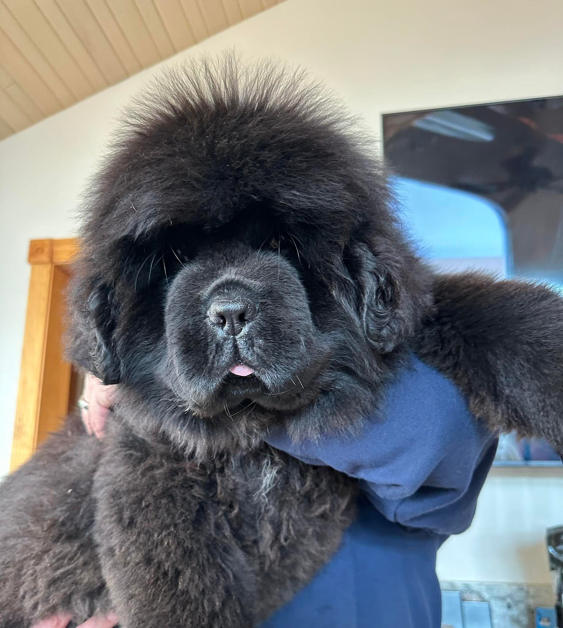 Black Newfoundland puppy held by a person; black fluffy fur, tongue out, indoor setting.