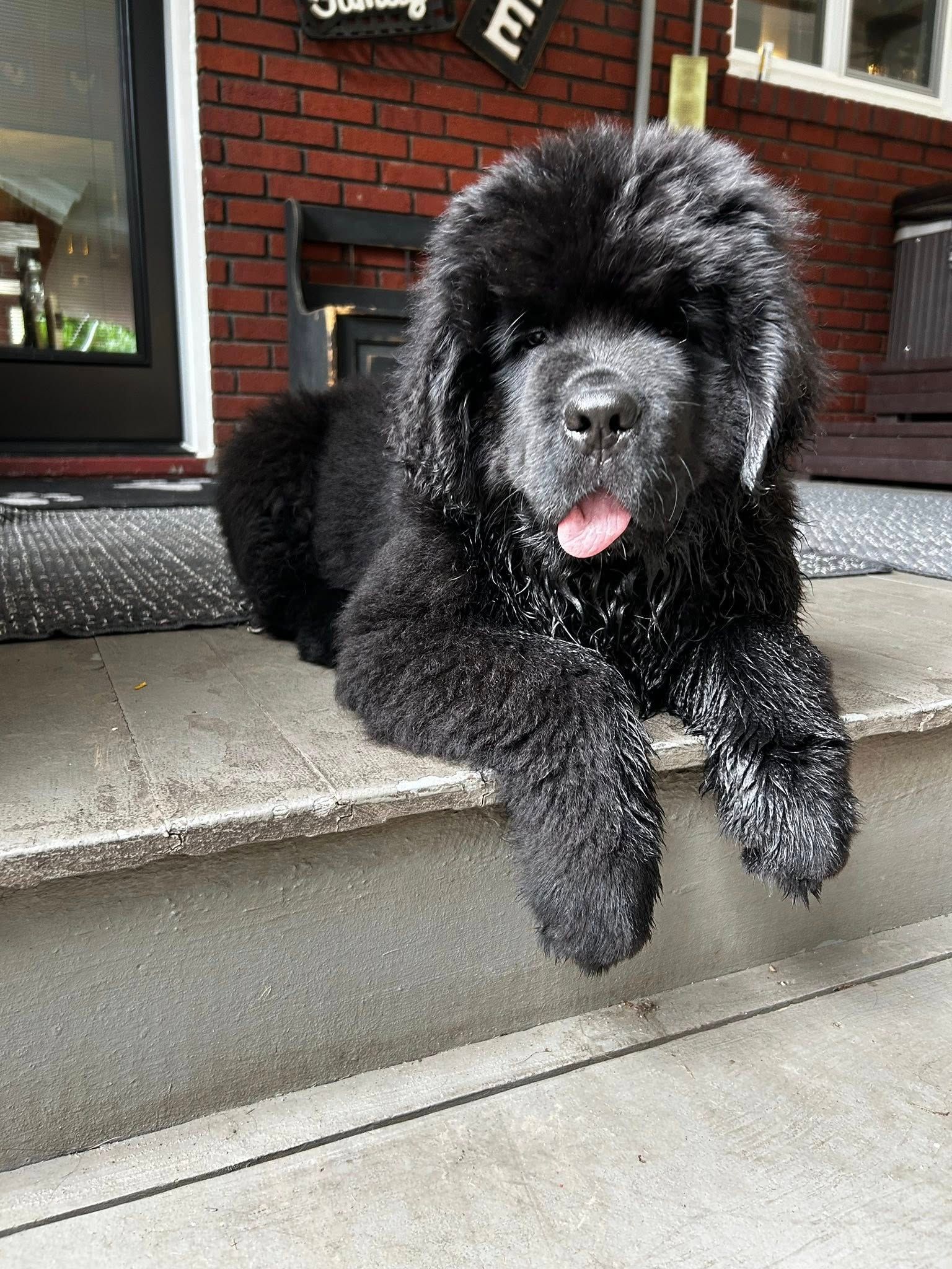 Black Newfoundland dog lying on concrete steps, tongue out.