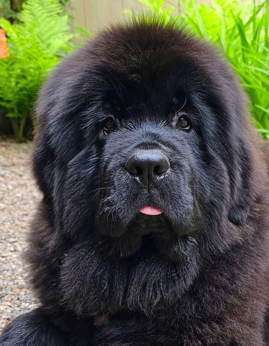 Black Newfoundland dog with a slightly pink tongue, looking at the viewer.