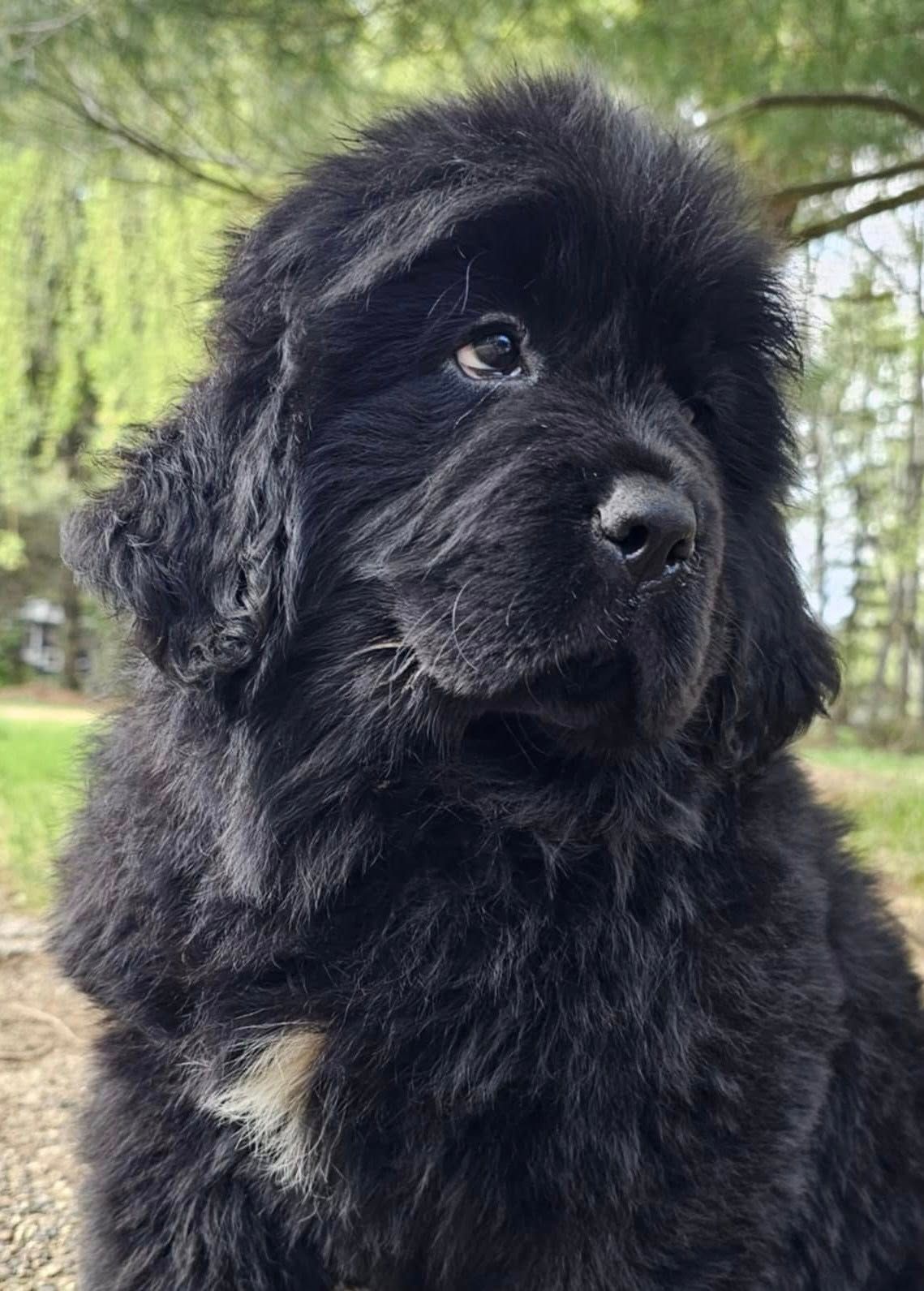 Black Newfoundland puppy with fluffy fur, gazing off-camera, light patch on chest. Outdoors.