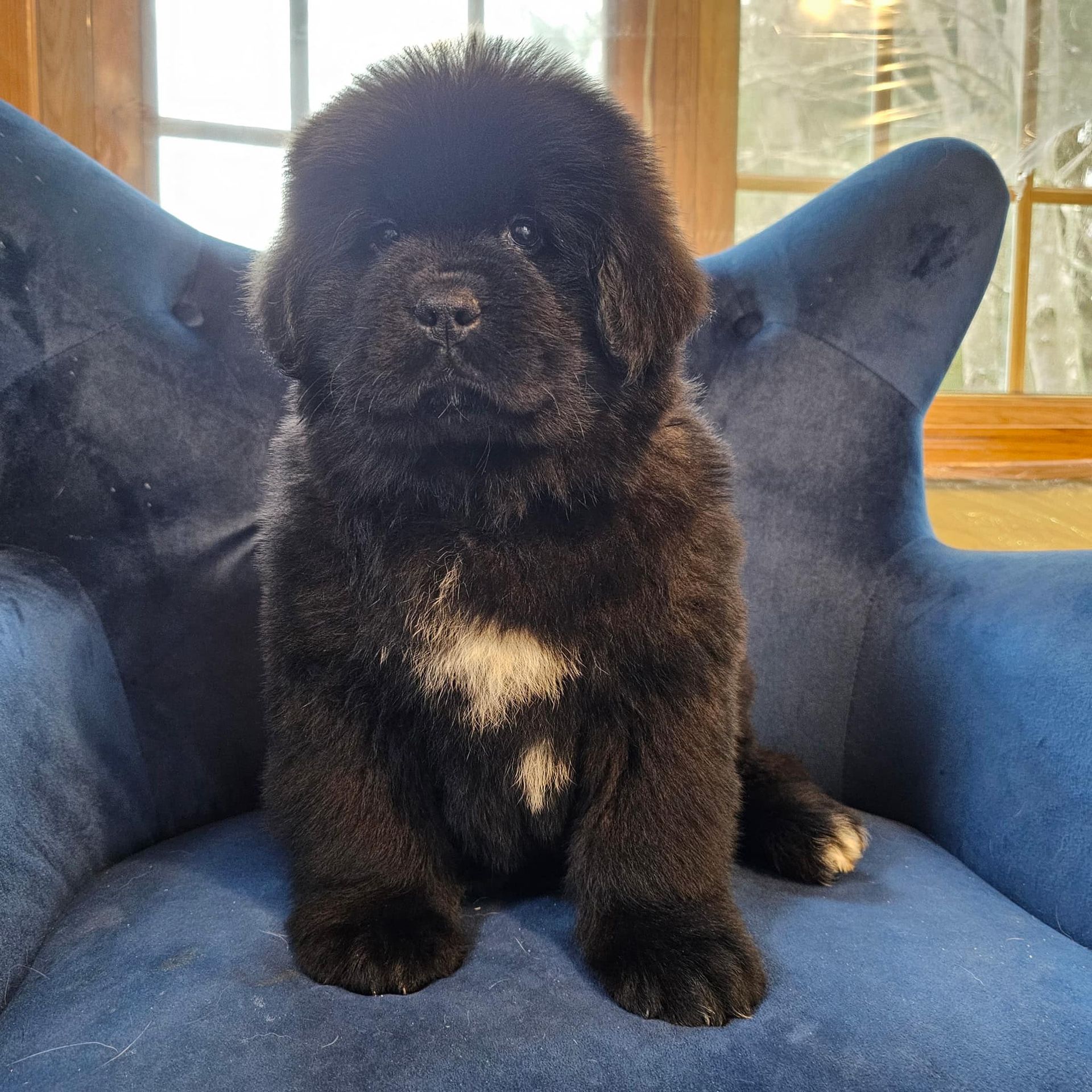 Black Newfoundland puppy with white chest markings sits on a blue velvet chair, looking forward.
