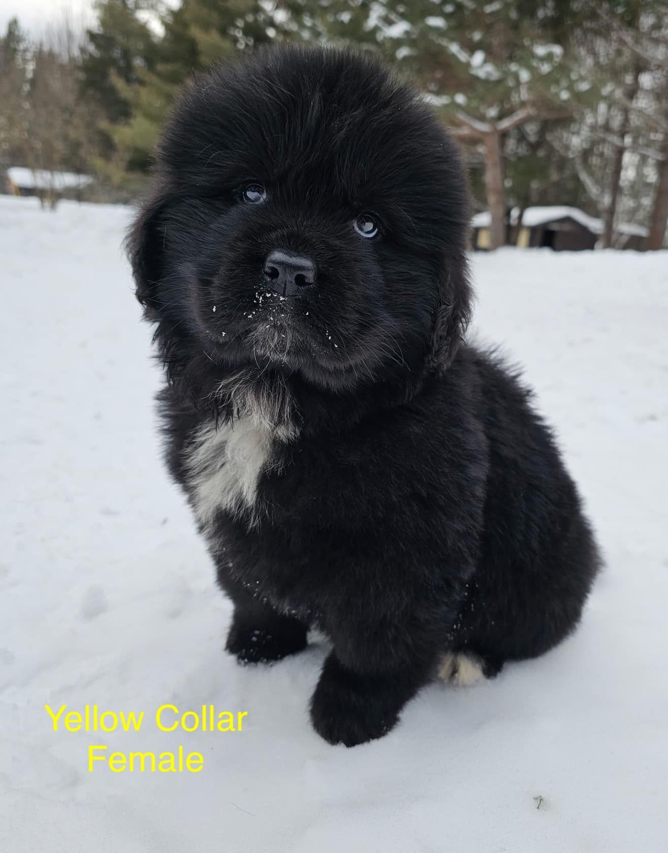 Black Newfoundland puppy with white chest, sitting in the snow.