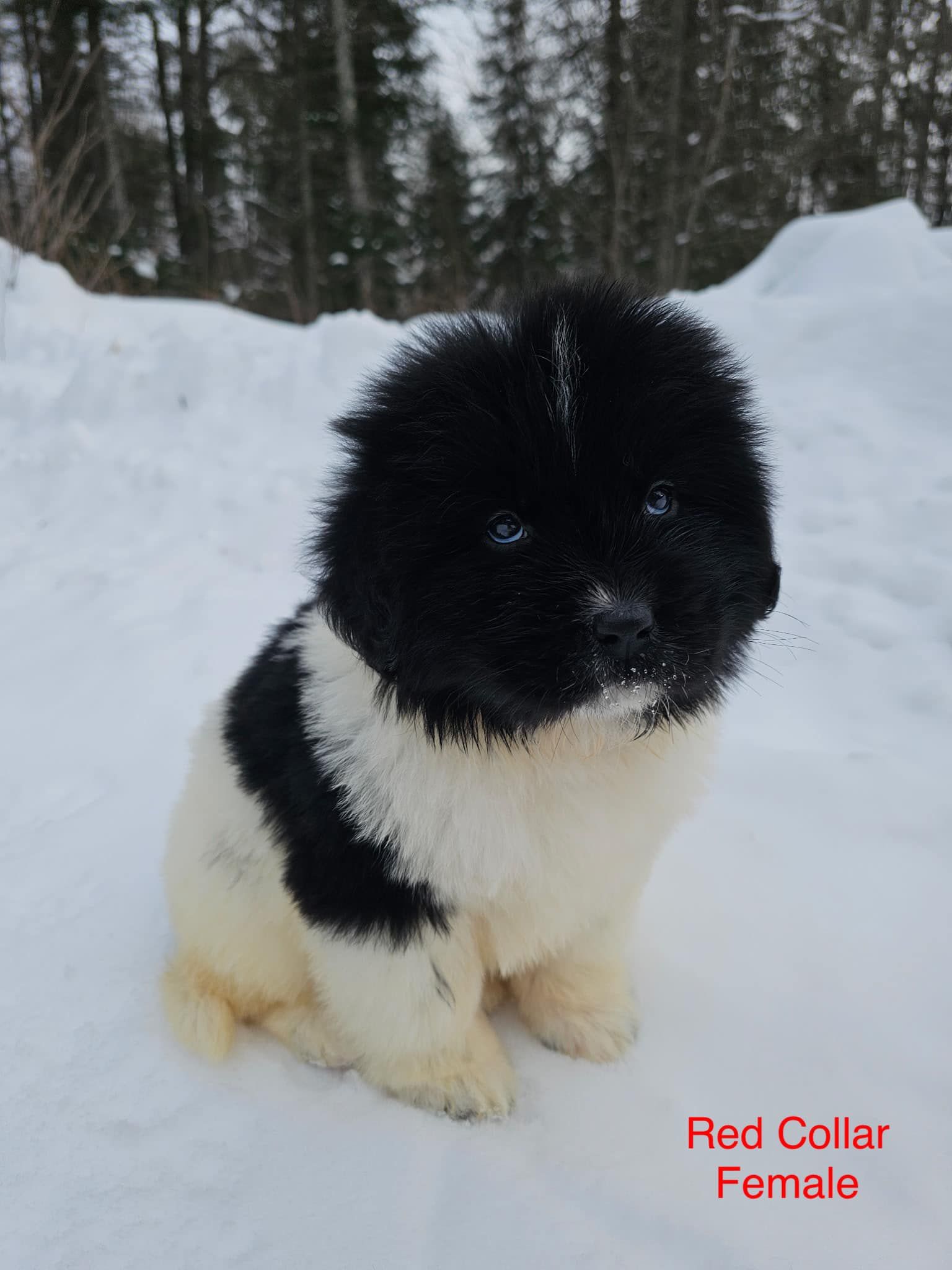 Black and white Newfoundland puppy in snow. Red collar, female.