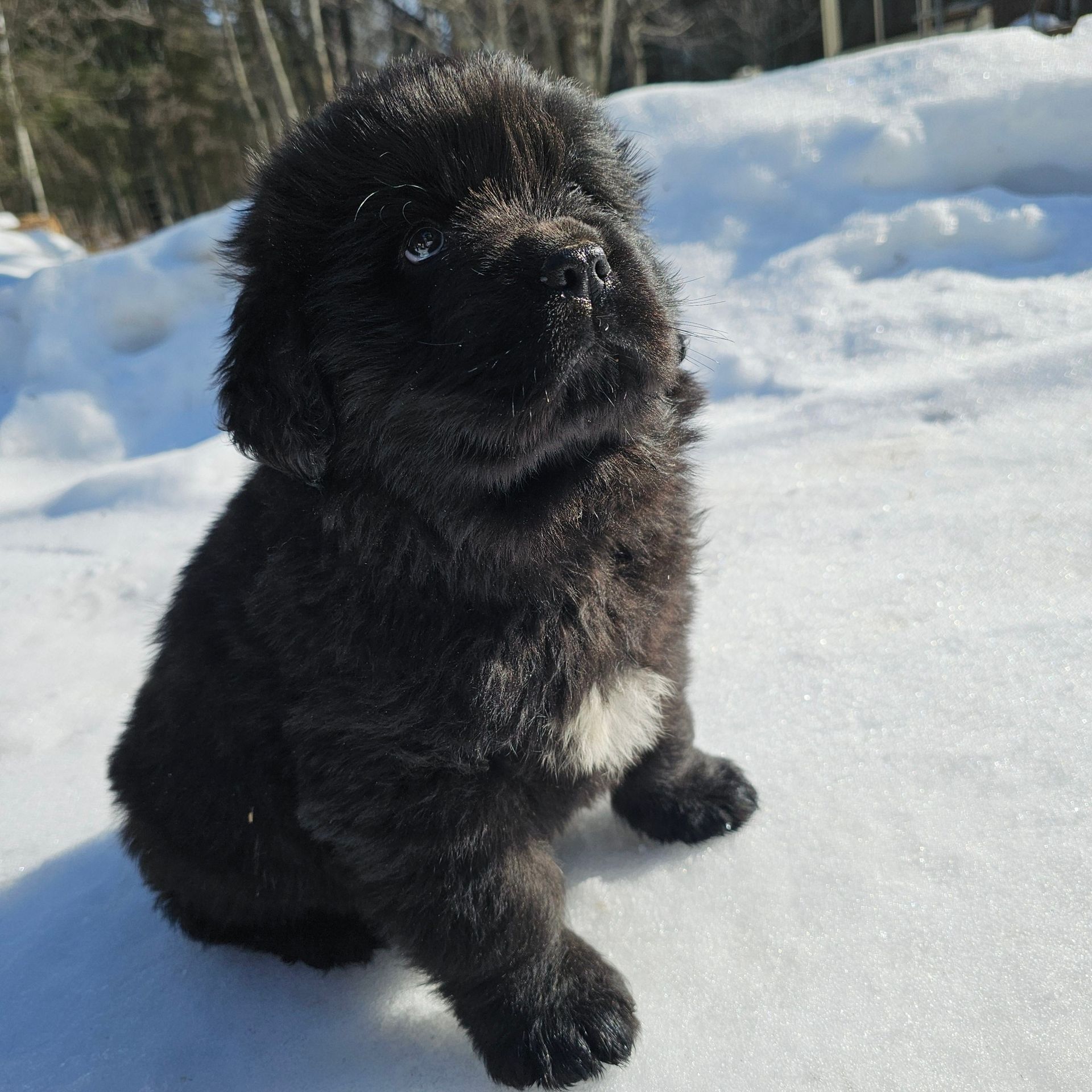 Black Newfoundland puppy sits in the snow, looking up. White patch on chest.