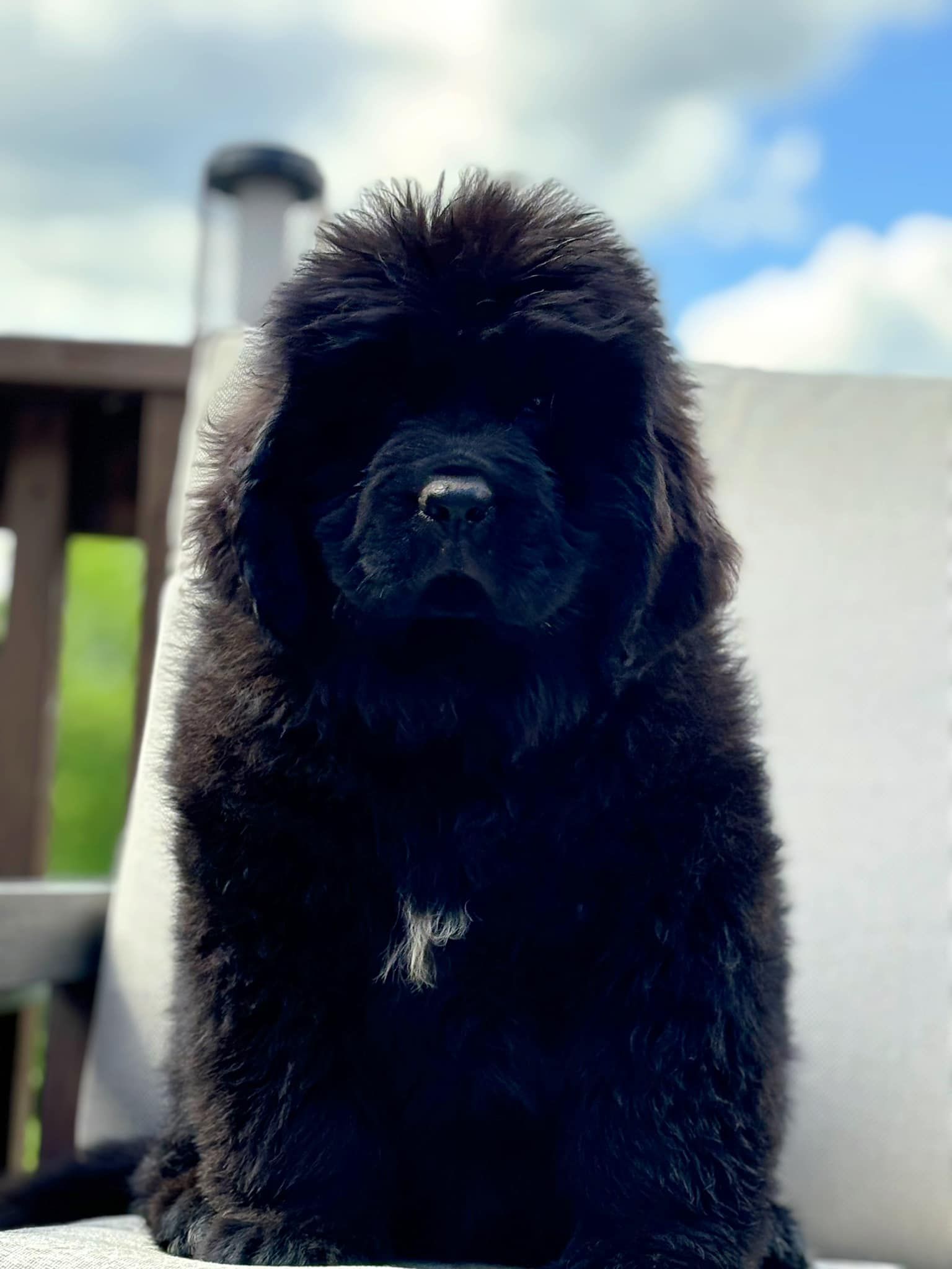 Black Newfoundland puppy sitting on a white chair, looking at the camera.