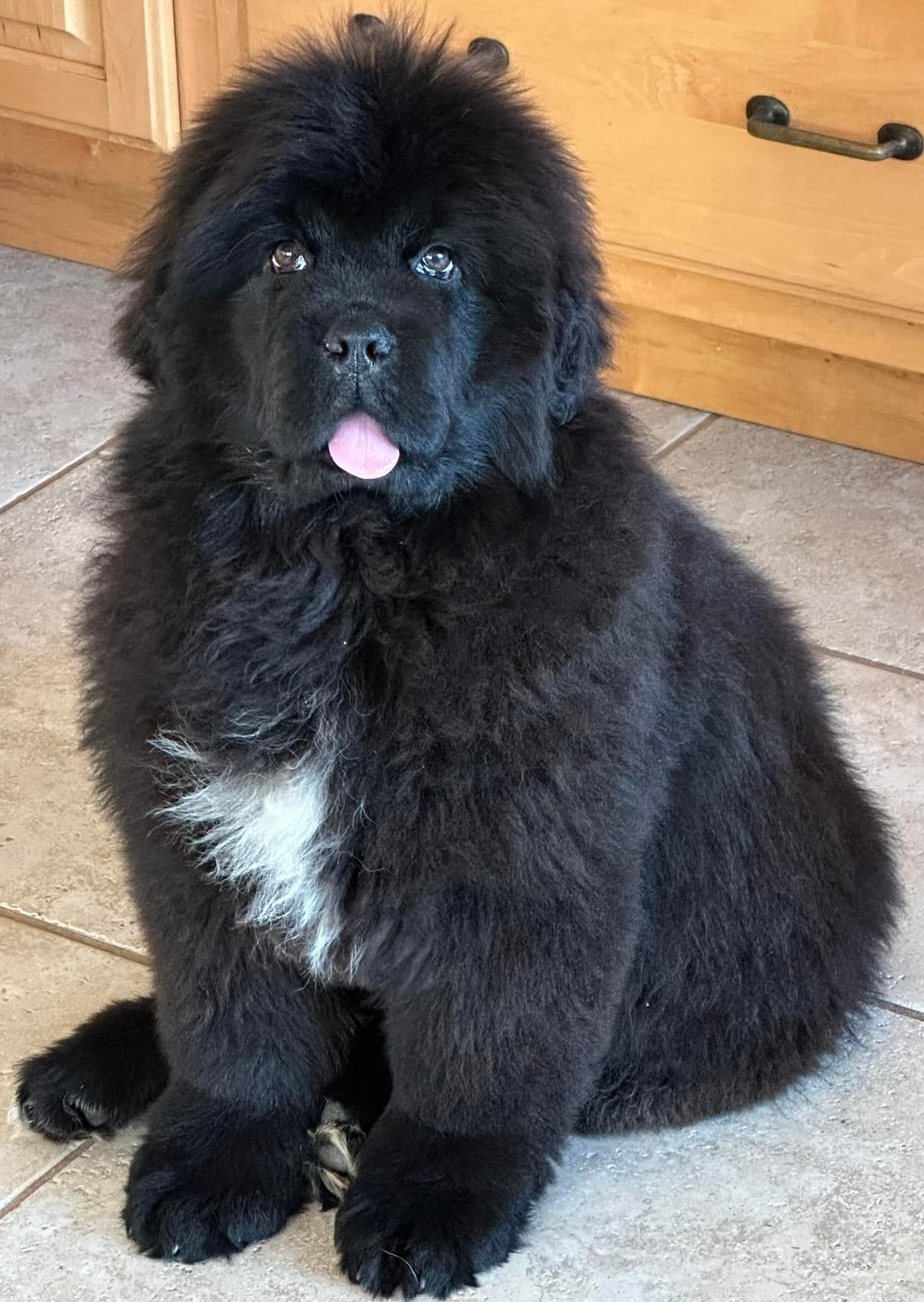 Black Newfoundland puppy with white chest patch sits with tongue out.