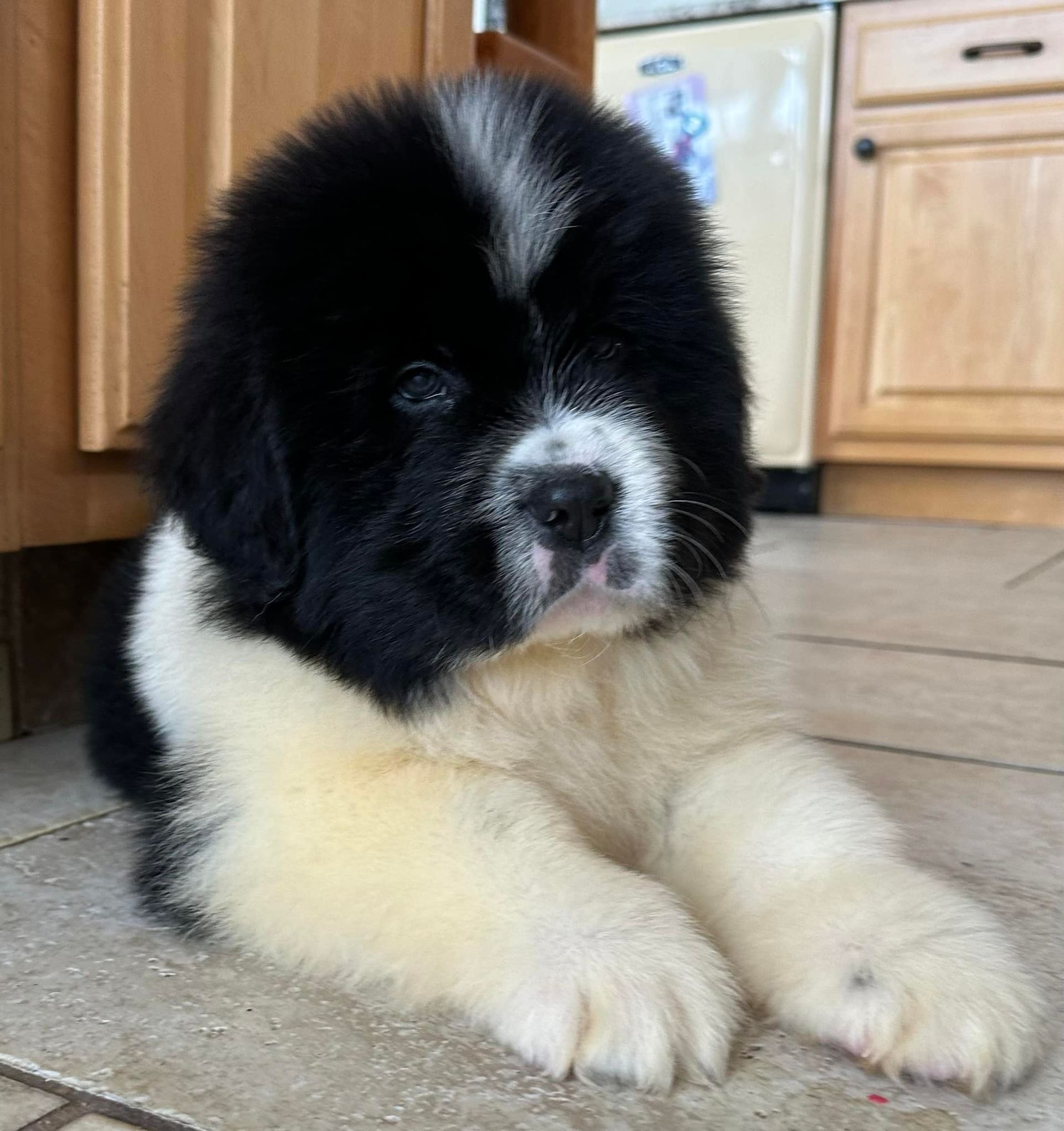 Black and white Newfoundland puppy resting indoors.