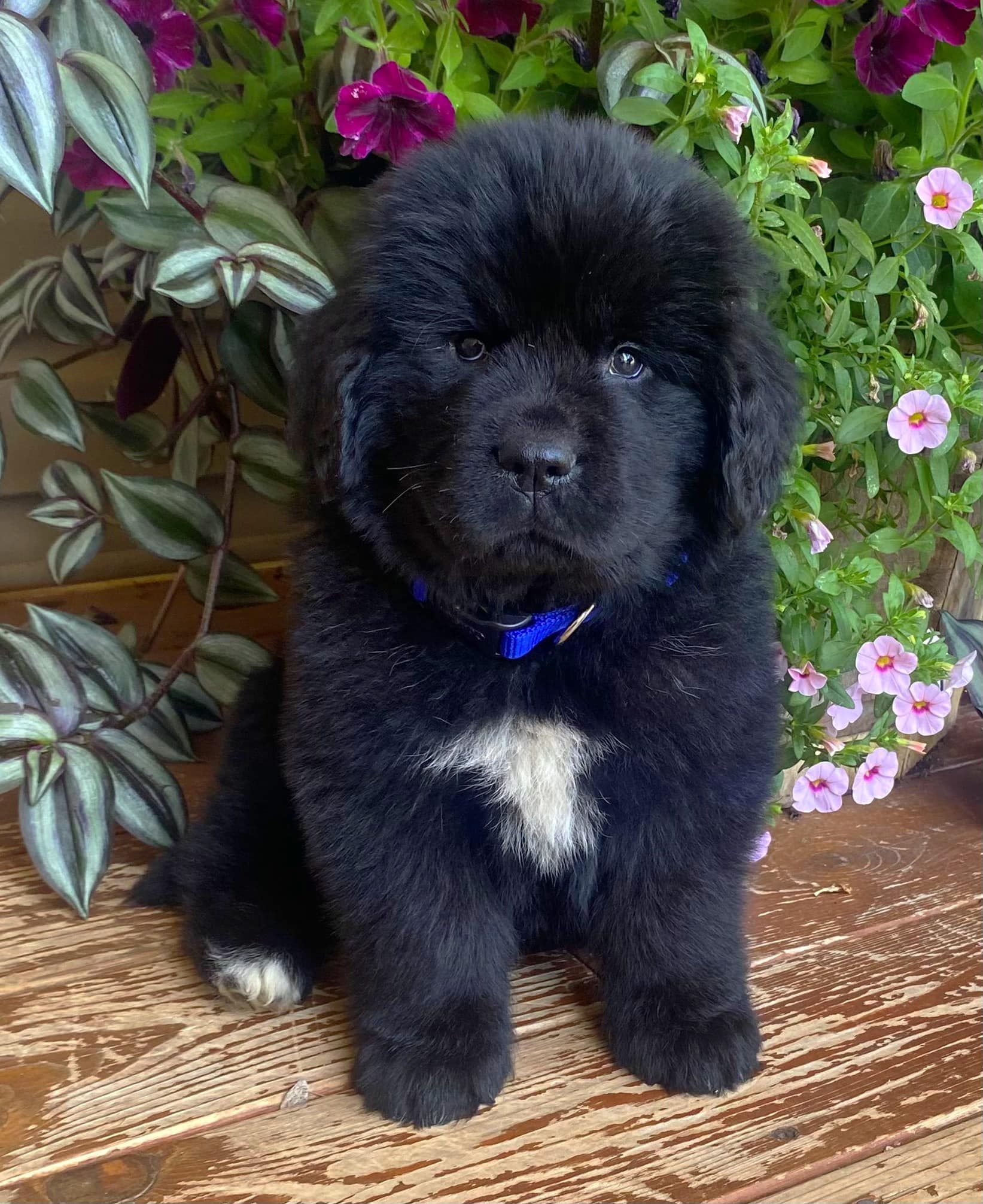 Fluffy black Newfoundland puppy with white chest patch, sitting outdoors in front of flowers.