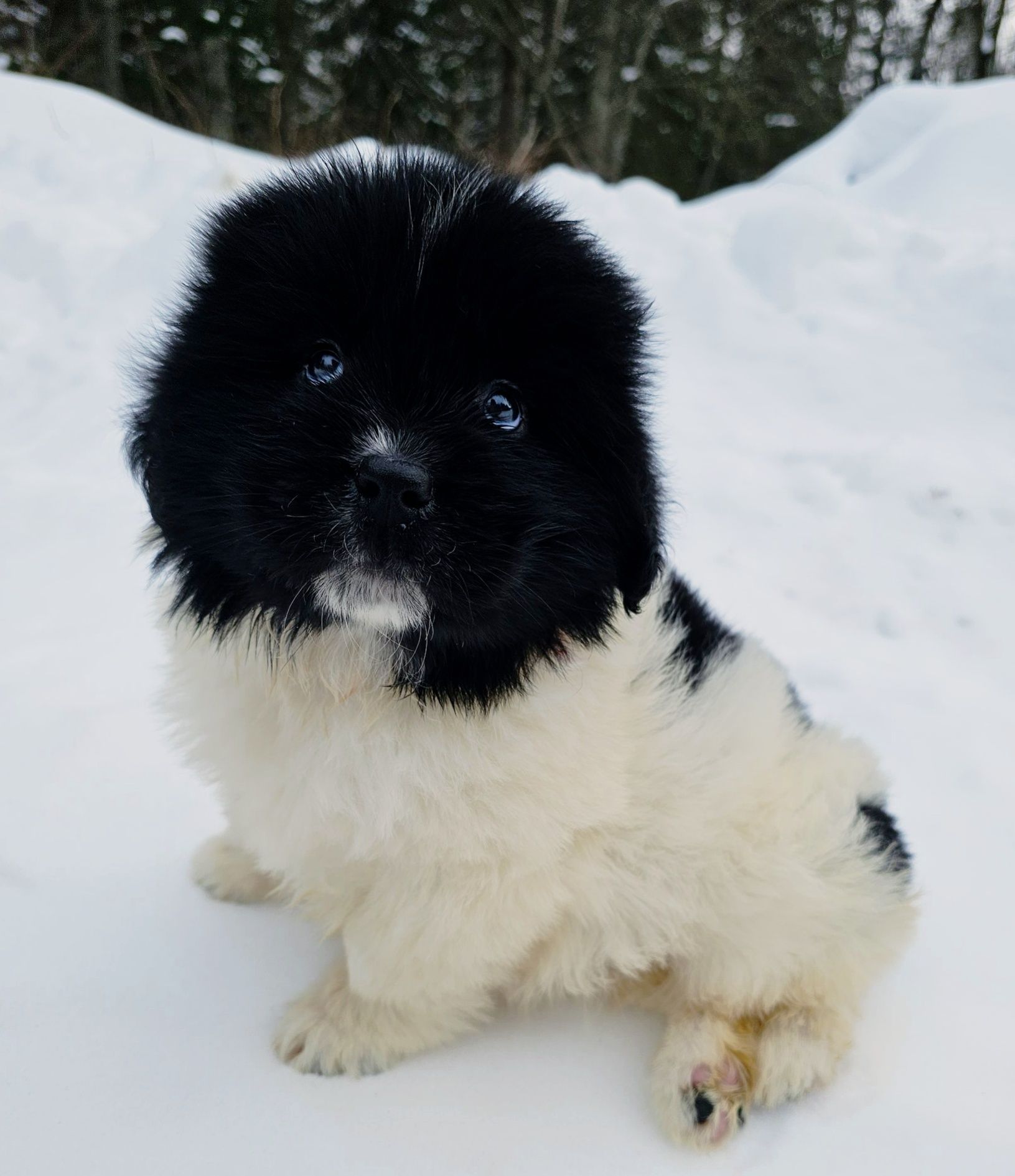Black and white Newfoundland puppy sits in the snow, looking forward.