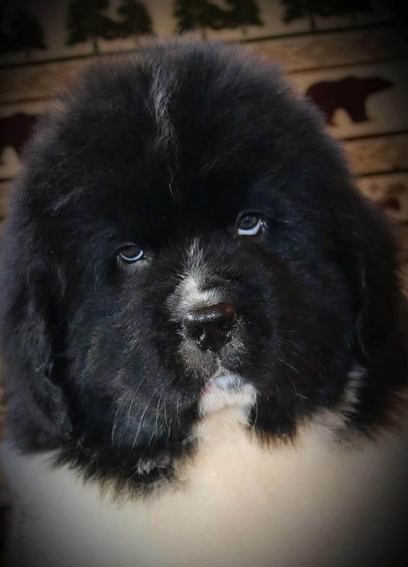 Black and white Newfoundland puppy with a sad expression.