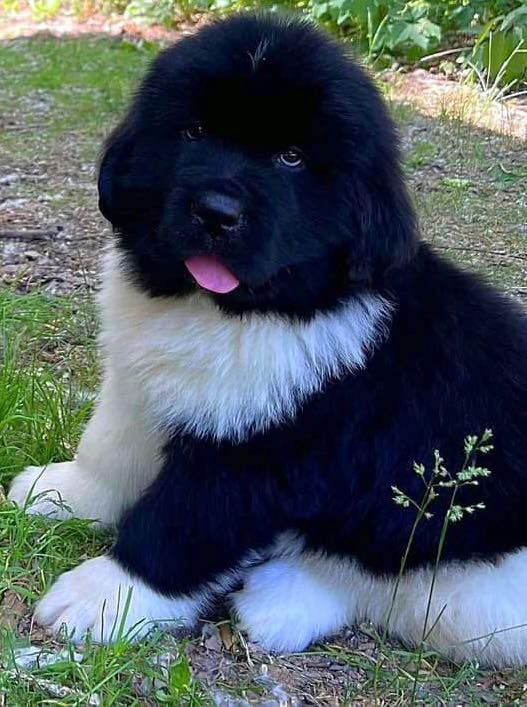 Black and white Newfoundland puppy with pink tongue sitting in grass.