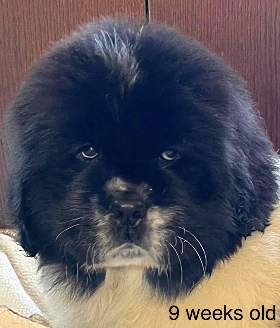 Newfoundland puppy, black and white fur, 9 weeks old.