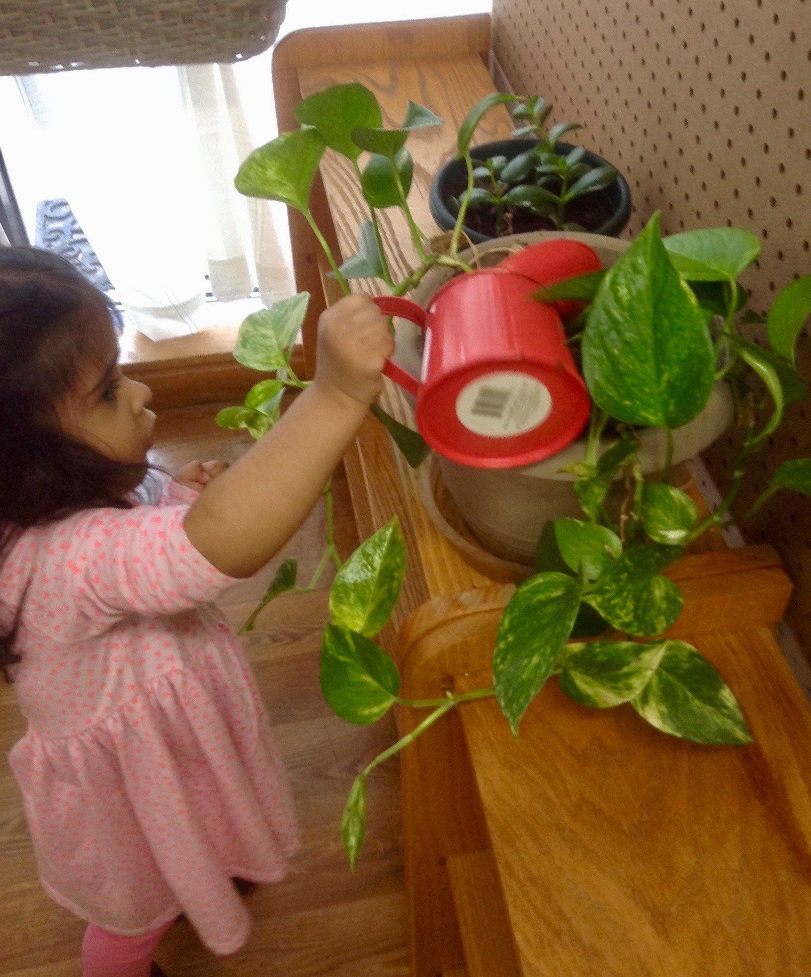 A little girl is watering a plant with a red watering can