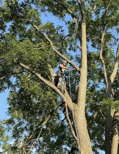 Arborist in a tree, using ropes. Blue sky, green foliage.
