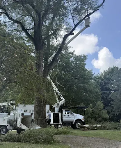 Tree trimming service in progress; a truck with a lift platform reaches up to cut tree branches. Sunny day.