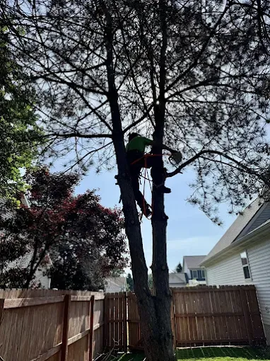A tree service worker in green shirt, harnessed, cutting a tall tree in a residential yard.