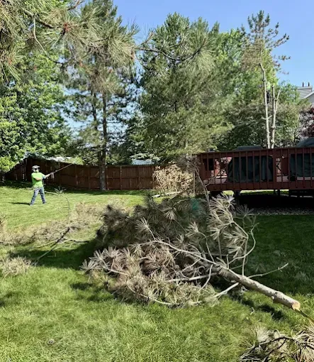 Person trimming a fallen pine tree in a grassy backyard with a wooden deck and brown fence.