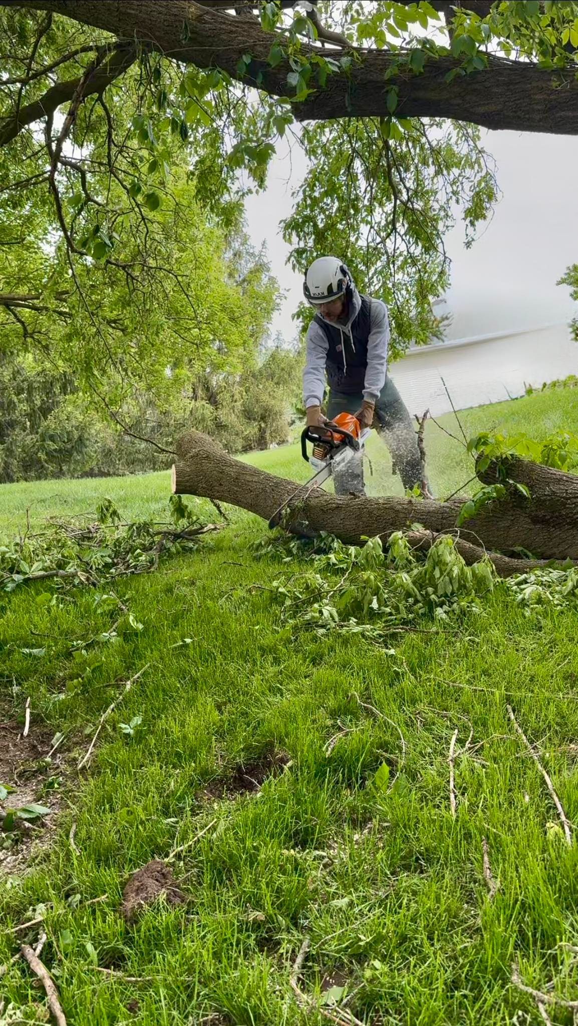 Person using a chainsaw to cut a fallen log on a grassy hillside.