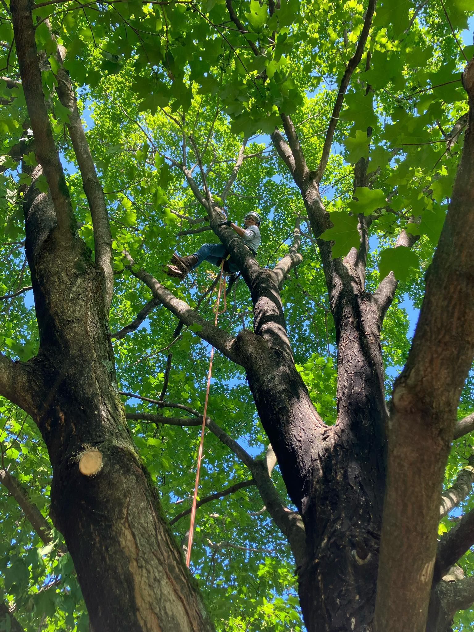 Person trimming tree branches, seen from below, with green leaves and blue sky.