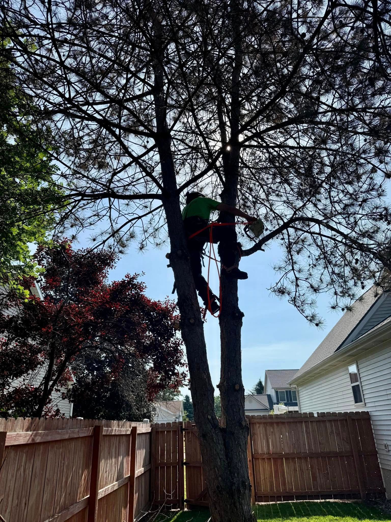 Person in tree with safety harness pruning branches, near a fence and house.